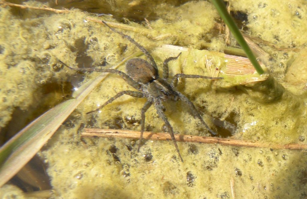 Pardosa sp. - ARE di Budrio di Correggio (RE)